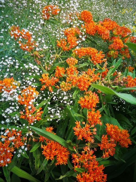  - Flori de grădină-2019