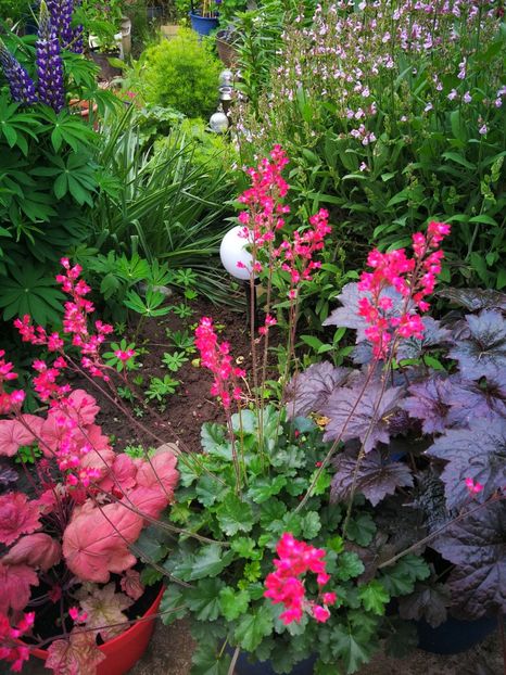  - Flori de grădină-2019