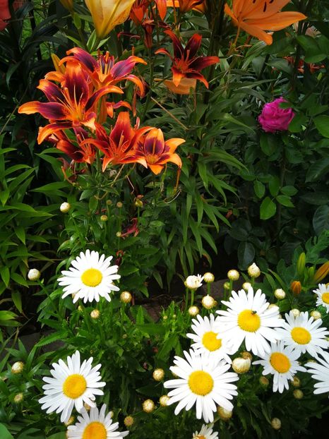  - Flori de grădină-2019