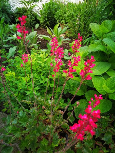  - Flori de grădină-2019