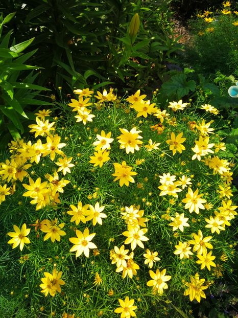  - Flori de grădină-2019