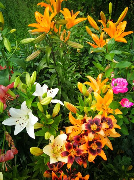  - Flori de grădină-2019