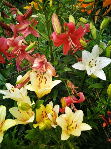  - Flori de grădină-2019