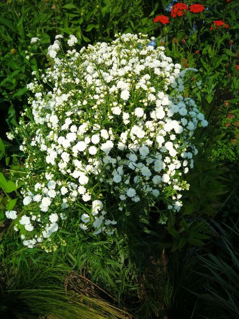  - Flori de grădină-2019