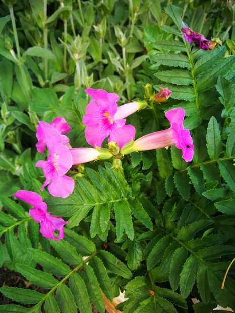  - Flori de grădină-2019