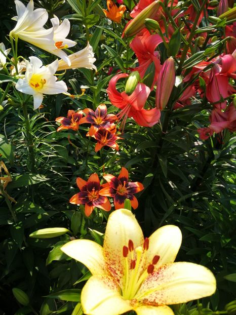  - Flori de grădină-2019