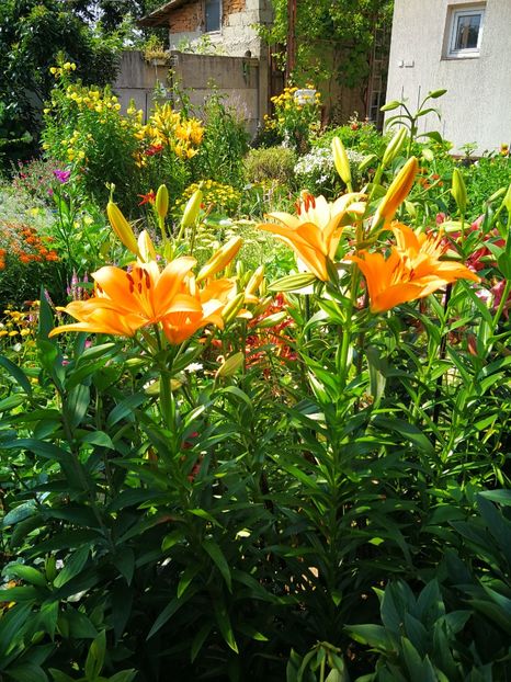  - Flori de grădină-2019