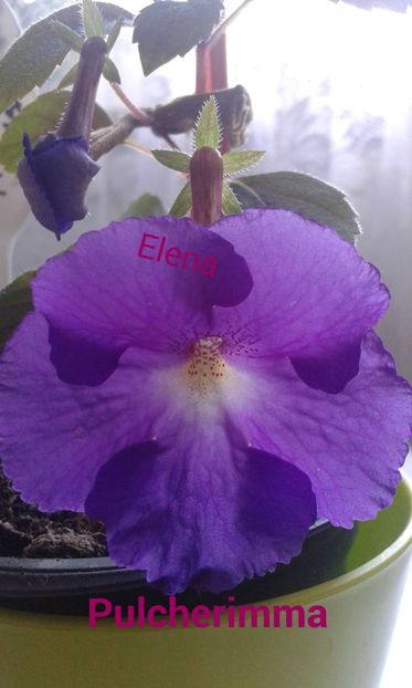 PSX_20190824_151953 - 2019 - ACHIMENES