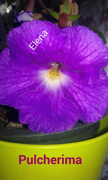 PSX_20190824_152036 - 2019 - ACHIMENES