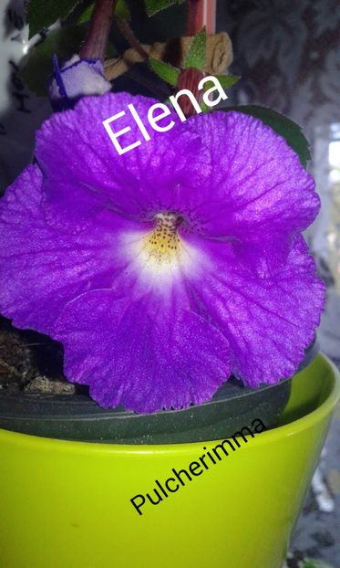 PSX_20190824_152223 - 2019 - ACHIMENES