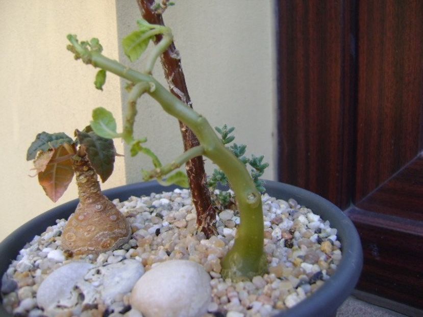 Dorstenia hildebrandtii - Caudiciforme si bulbi 2019