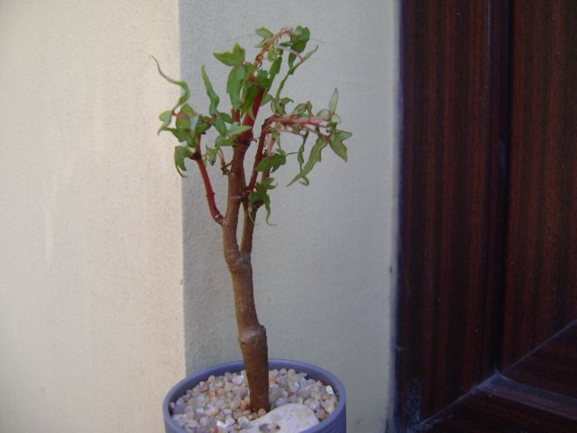 Begonia dregei - Caudiciforme si bulbi 2019
