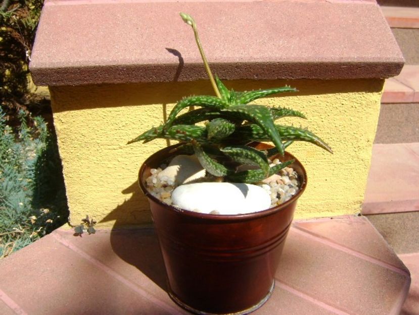 Aloe somaliensis, tija florala - Suculente 2019