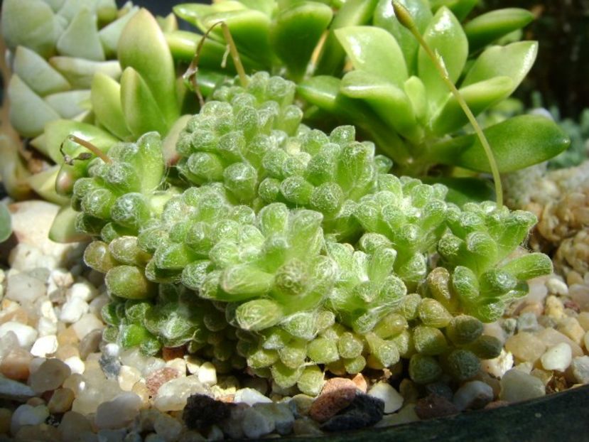 Anacampseros filamentosa ssp. namaquensis - Suculente 2019