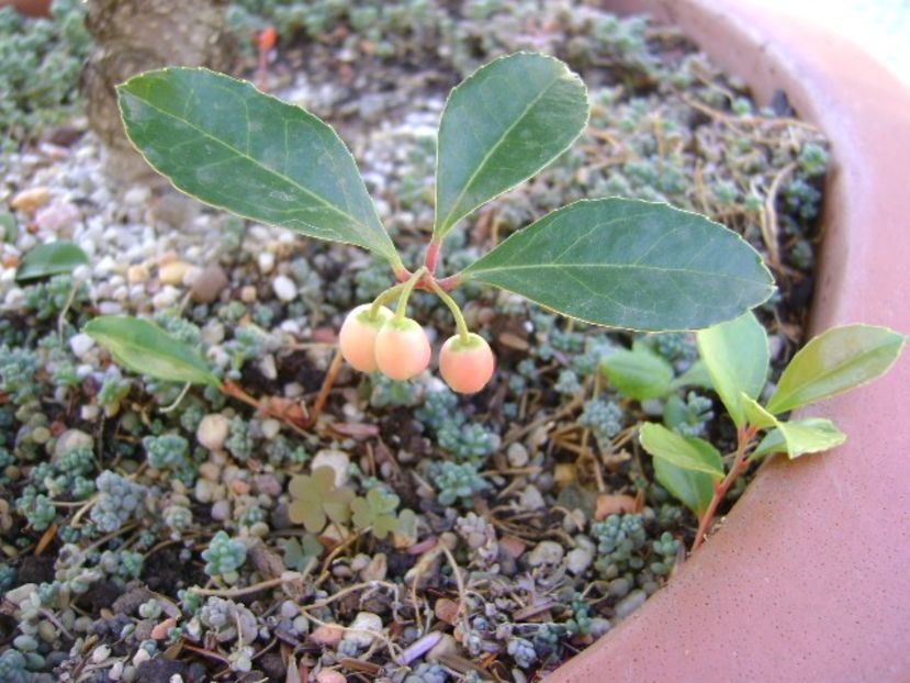 Gaultheria procumbens - r Vara 2016-2017-2018-2019