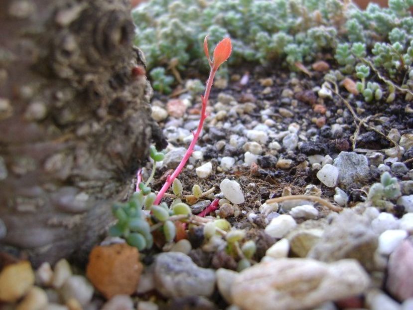 Gaultheria procumbens - r Vara 2016-2017-2018-2019