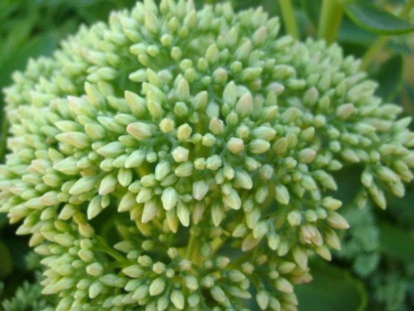 Sedum spectabile - r Vara 2016-2017-2018-2019
