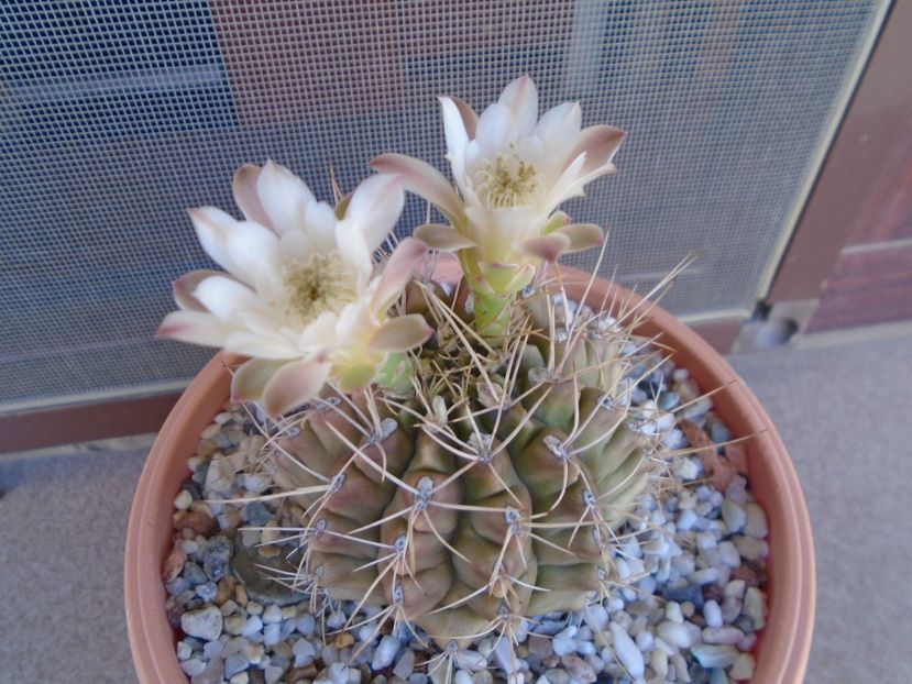Gymnocalycium mihanovichii - Cactusi 2019 Gymnocalycium