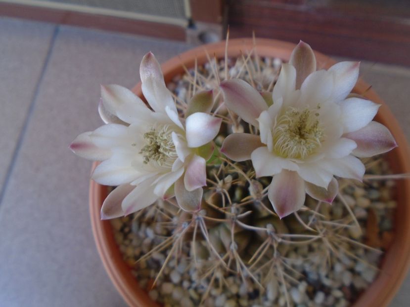 Gymnocalycium mihanovichii - Cactusi 2019 Gymnocalycium