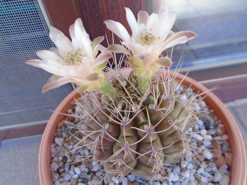 Gymnocalycium mihanovichii - Cactusi 2019 Gymnocalycium