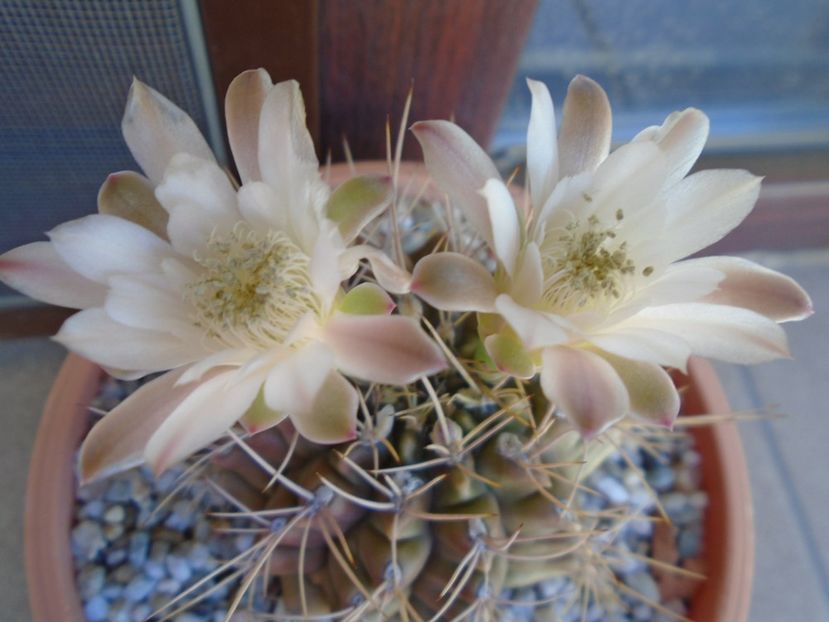 Gymnocalycium mihanovichii - Cactusi 2019 Gymnocalycium