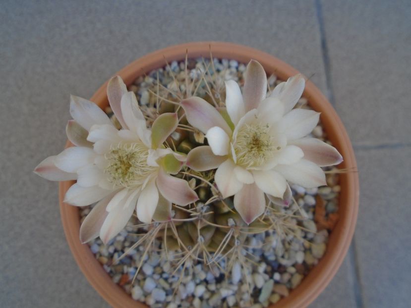 Gymnocalycium mihanovichii - Cactusi 2019 Gymnocalycium