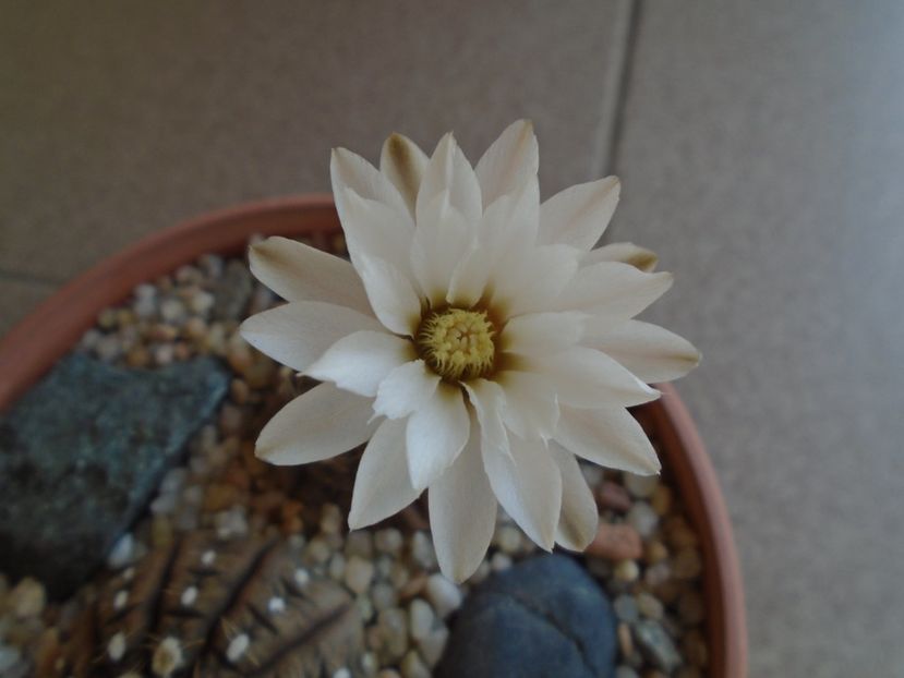 Gymnocalycium ragonesei - Cactusi 2019 Gymnocalycium