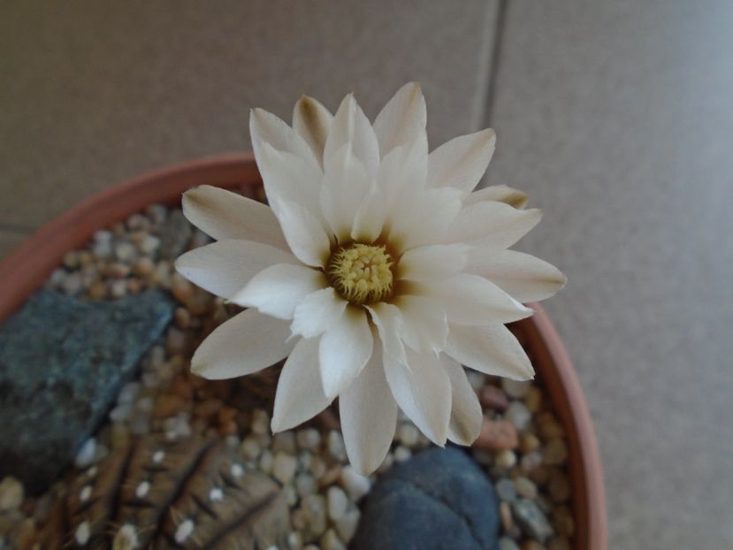 Gymnocalycium ragonesei - Cactusi 2019 Gymnocalycium