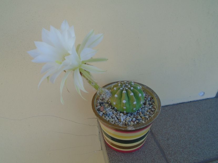 Echinopsis subdenudata (ancistrophora) - Cactusi 2019 bis bis
