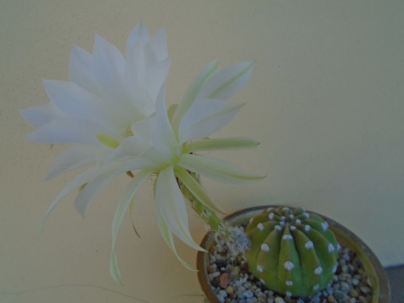 Echinopsis subdenudata (ancistrophora) - Cactusi 2019 bis bis