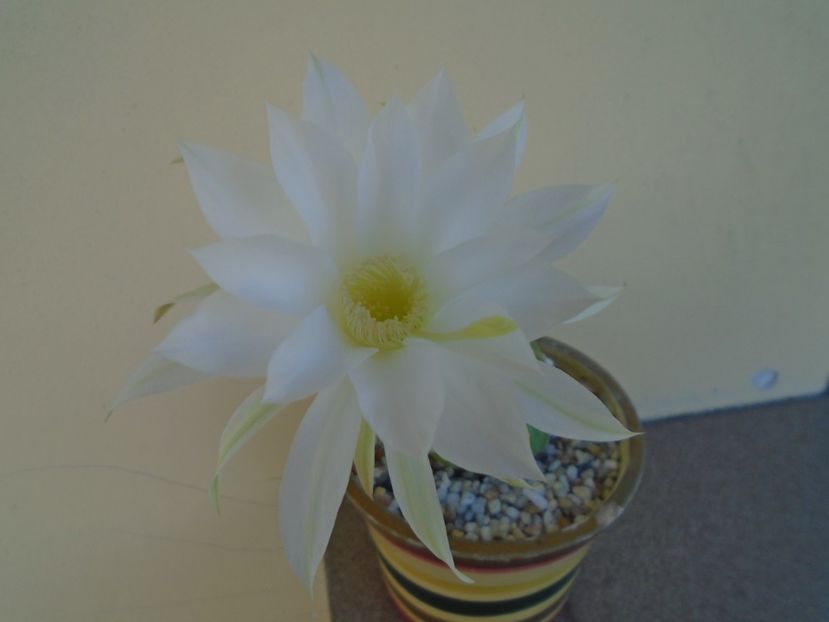Echinopsis subdenudata (ancistrophora) - Cactusi 2019 bis bis