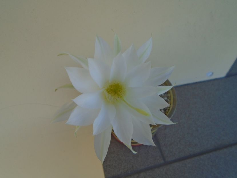 Echinopsis subdenudata (ancistrophora) - Cactusi 2019 bis bis