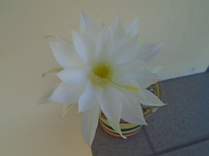 Echinopsis subdenudata (ancistrophora) - Cactusi 2019 bis bis