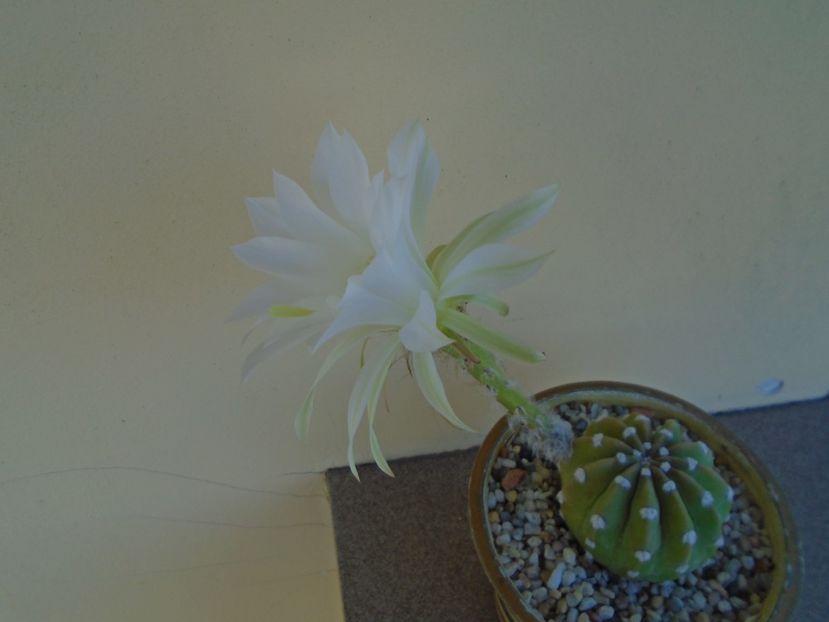 Echinopsis subdenudata (ancistrophora) - Cactusi 2019 bis bis