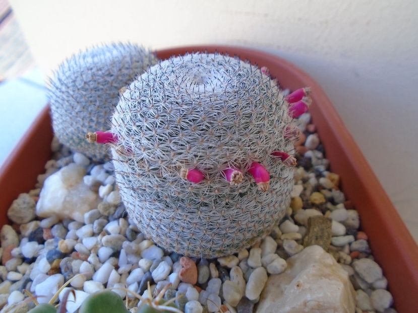 Mammillaria perbella cv. superfina - Cactusi 2019 bis bis