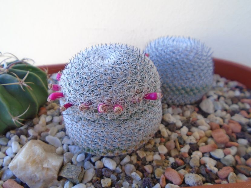 Mammillaria perbella cv. superfina - Cactusi 2019 bis bis