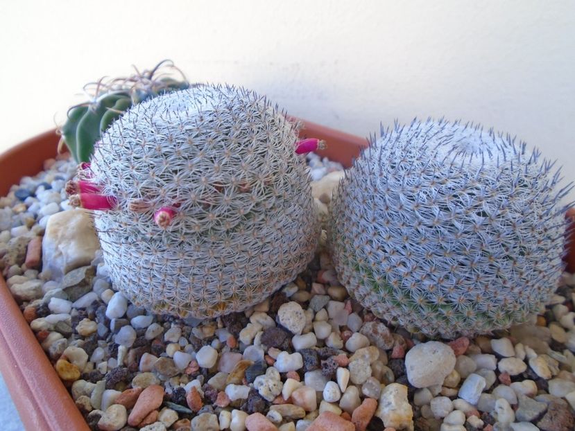 Mammillaria perbella cv. superfina - Cactusi 2019 bis bis