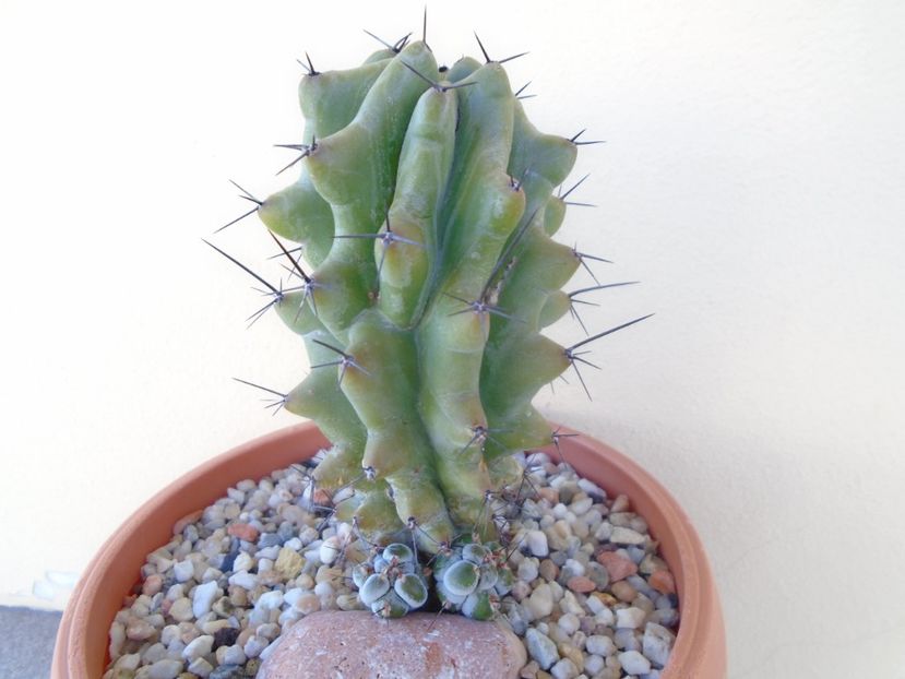 Stenocereus beneckei f. inermis - Cactusi 2019 bis bis
