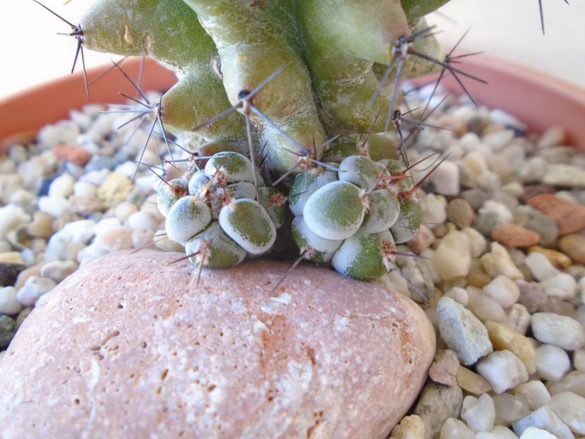 Stenocereus beneckei f. inermis - Cactusi 2019 bis bis