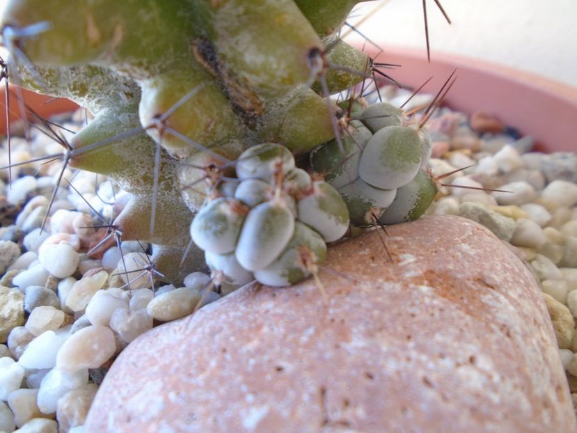 Stenocereus beneckei f. inermis - Cactusi 2019 bis bis