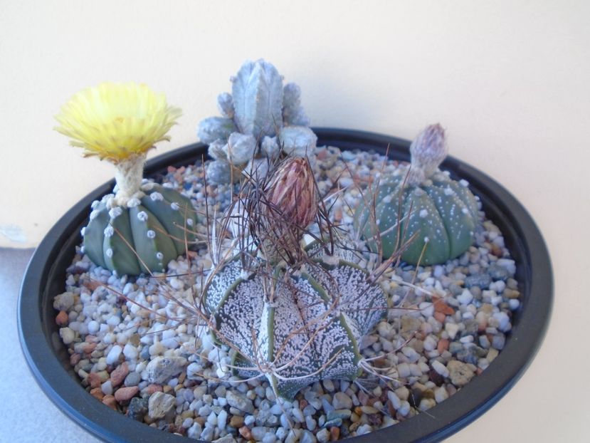 Grup de 4 Astrophytum - Cactusi 2019 bis bis