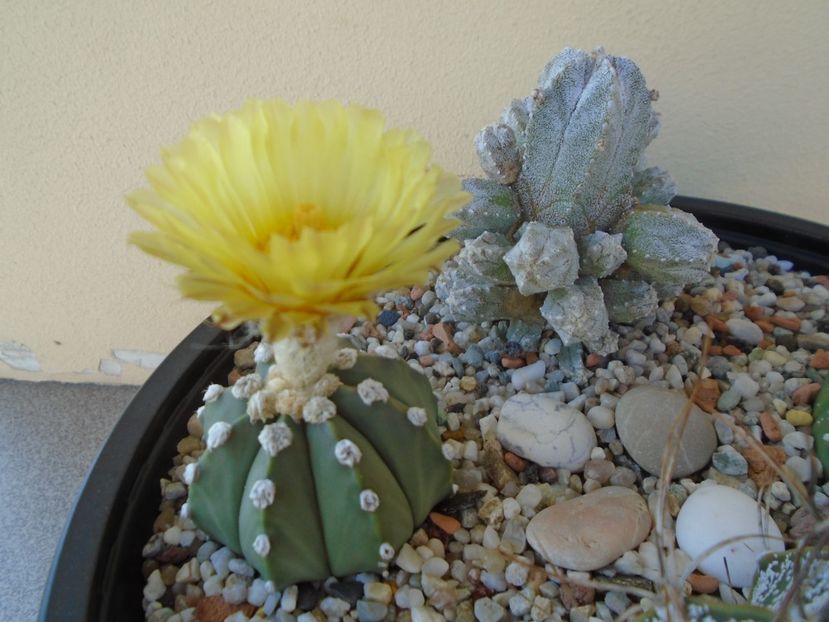 Astrophytum asterias - Cactusi 2019 bis bis