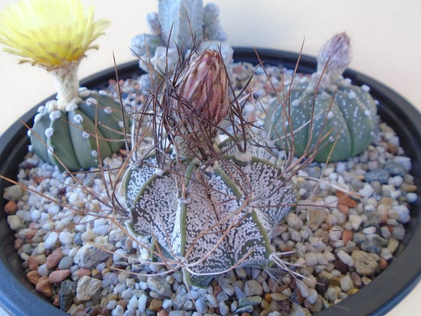 Astrophytum capricorne - Cactusi 2019 bis bis