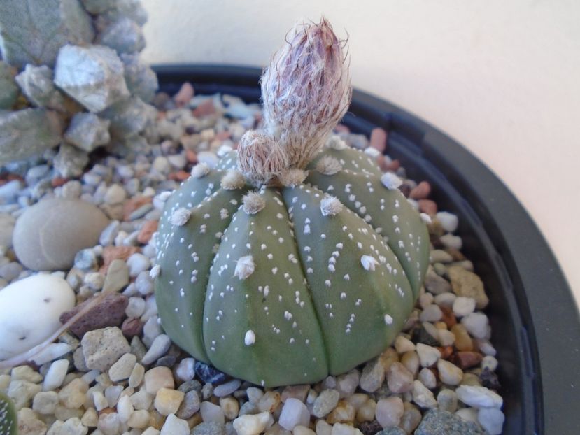 Astrophytum asterias hb. - Cactusi 2019 bis bis