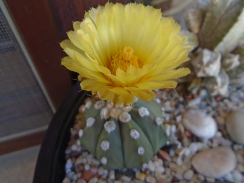 Astrophytum asterias - Cactusi 2019 bis bis