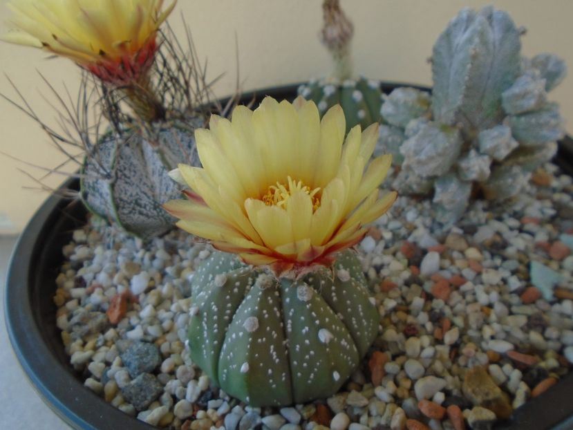 Astrophytum asterias hb. - Cactusi 2019 bis bis