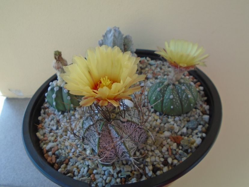 Astrophytum capricorne - Cactusi 2019 bis bis