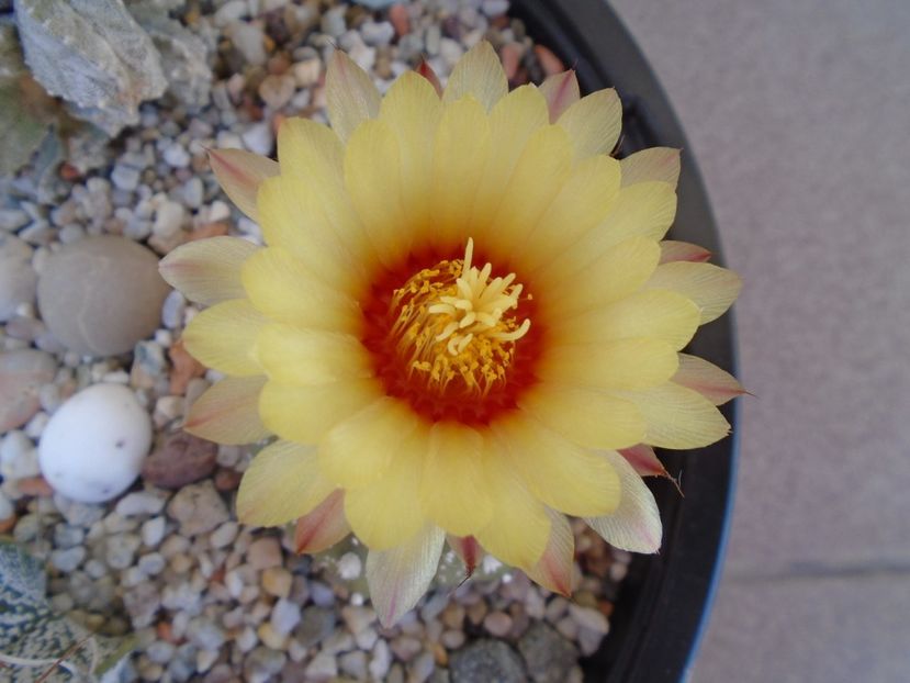 Astrophytum capricorne - Cactusi 2019 bis bis