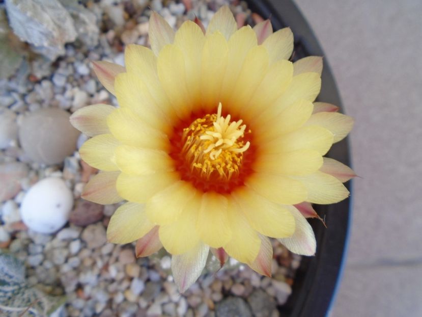 Astrophytum capricorne - Cactusi 2019 bis bis