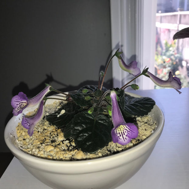 Party Dude - Plante de interior 2019